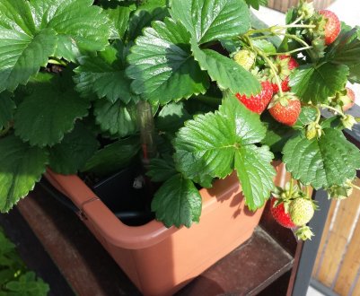 Як вирощувати полуницю на балконі круглий рік