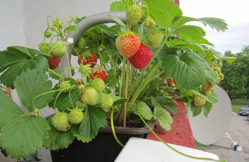 Вирощування полуниці на балконі сміття Трістар