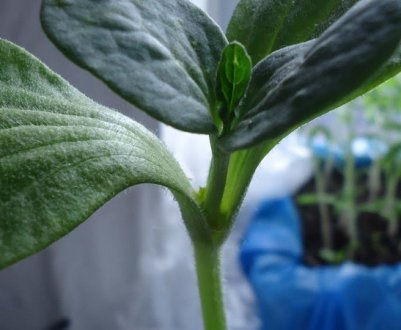 Як прищепити кавун до гарбузі?