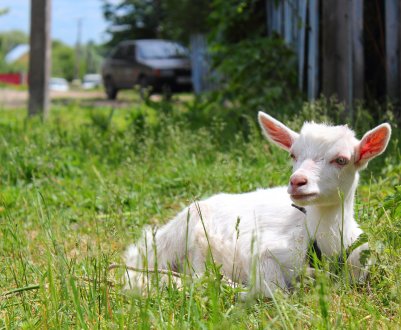 Як правильно доїти козу: основні правила, інструкція для початківців