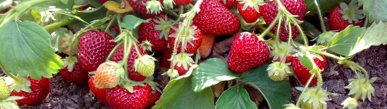 Особливості полуниці Ламбада