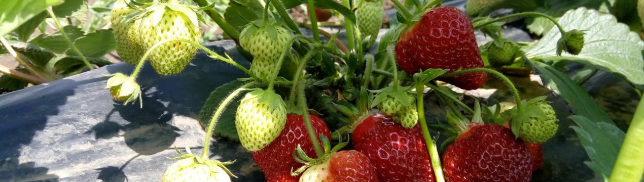 Вирощування ремонтантної полуниці будинку і в теплиці
