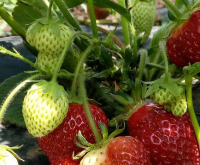 Вирощування ремонтантної полуниці будинку і в теплиці