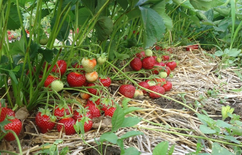 Полуниця сорту Ламбада Полуниця сорту Ламбада