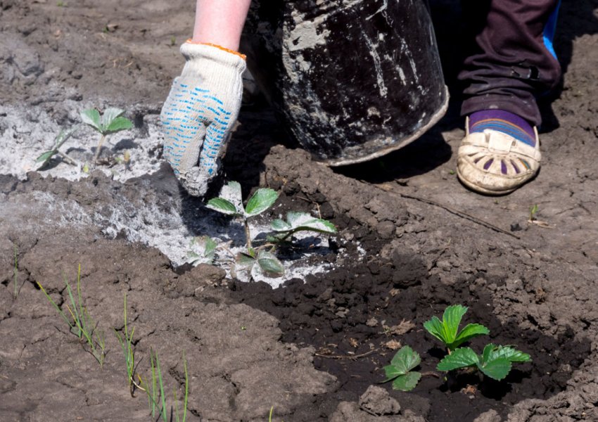 Добриво полуниці деревною золою Добриво полуниці деревною золою