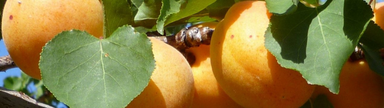 Характеристика і правила вирощування абрикоса Сибіряк Байкалова