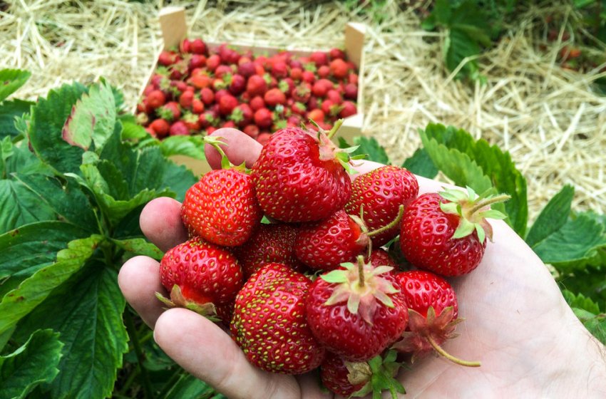 Збір врожаю полуниці Збір врожаю полуниці