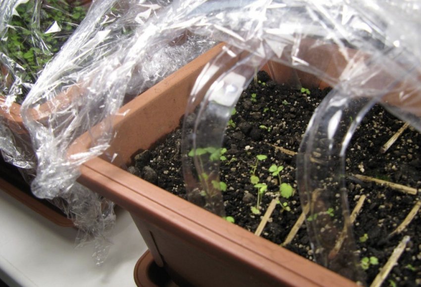 Ящик зі сходами полуниці під плівкою