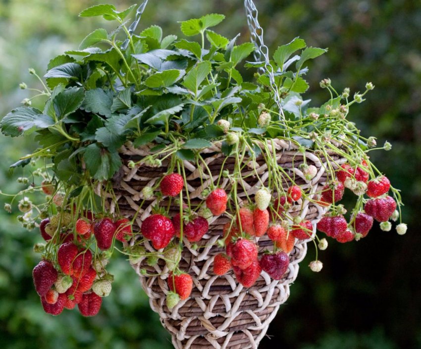 Вирощування полуниці в кашпо Вирощування полуниці в кашпо