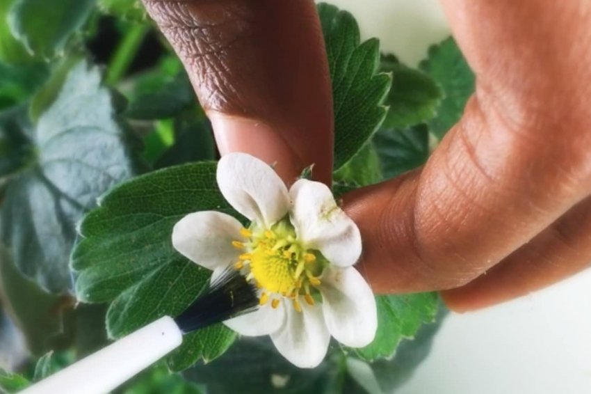 Ручне запилення полуниці Ручне запилення полуниці