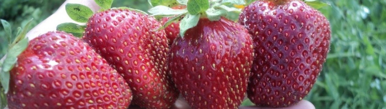 Полуниця сорту Кардинал: особливості вирощування та догляду