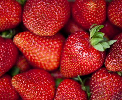 Вирощування полуниці сорту Сельва і подальший догляд за нею