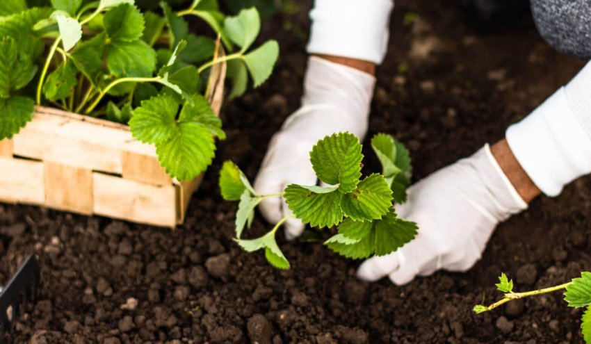 Місце під посадку полуниці Місце під посадку полуниці