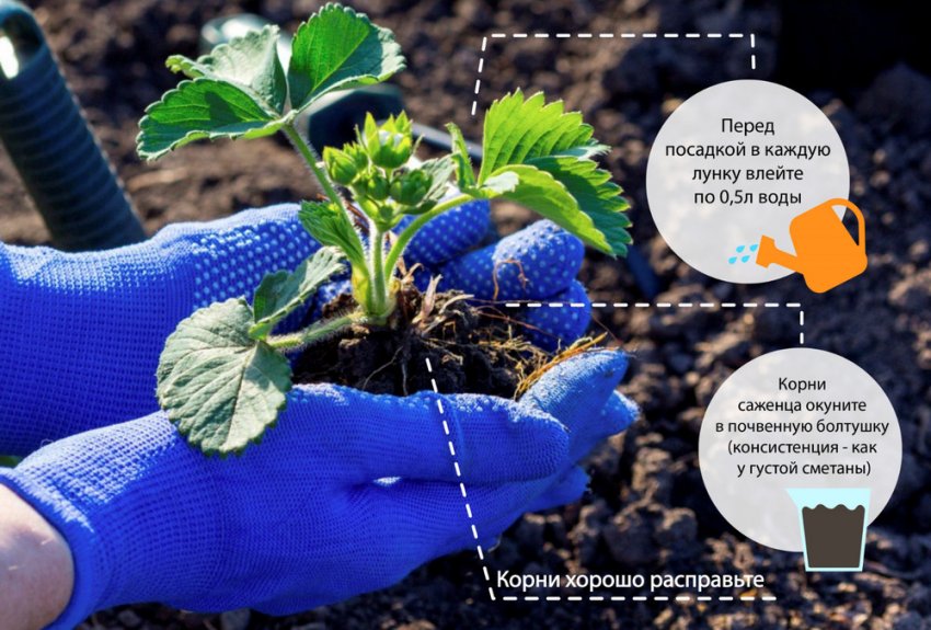 Посадка полуниці Посадка полуниці