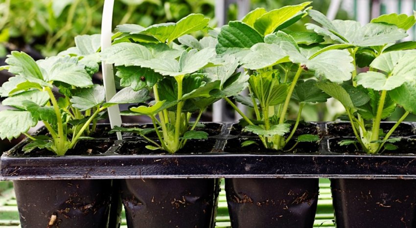 Розсада полуниці в горщиках Розсада полуниці в горщиках