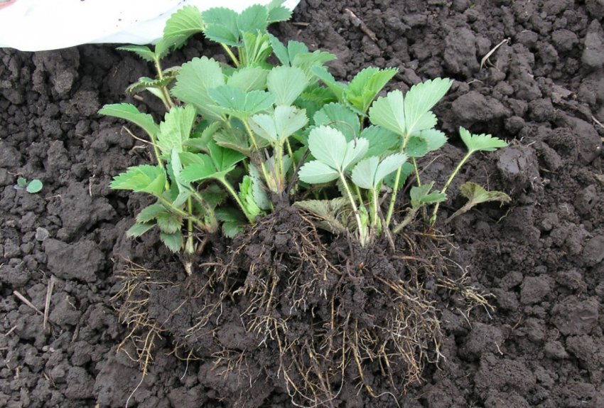 Зелена розсада полуниці Зелена розсада полуниці