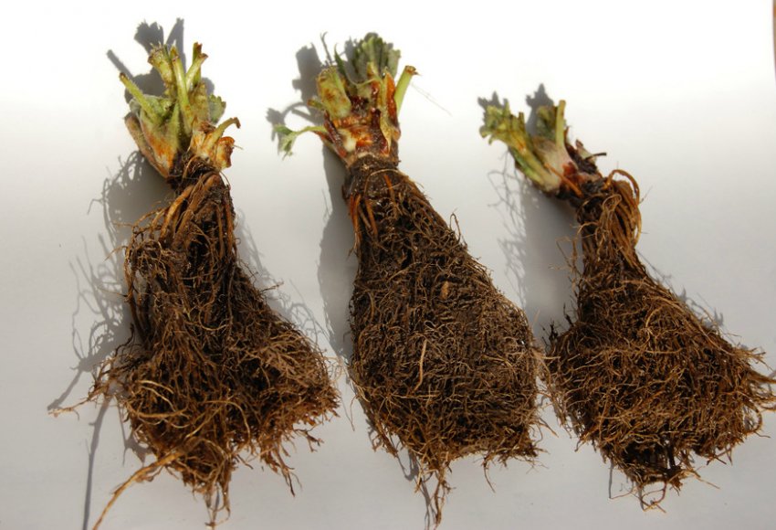 Саджанці фріго Саджанці фріго