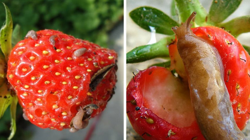 Слимаки на полуниці