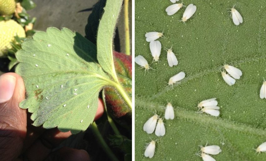 Попелиця на полуниці