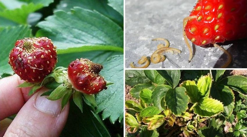 Нематода на полуниці