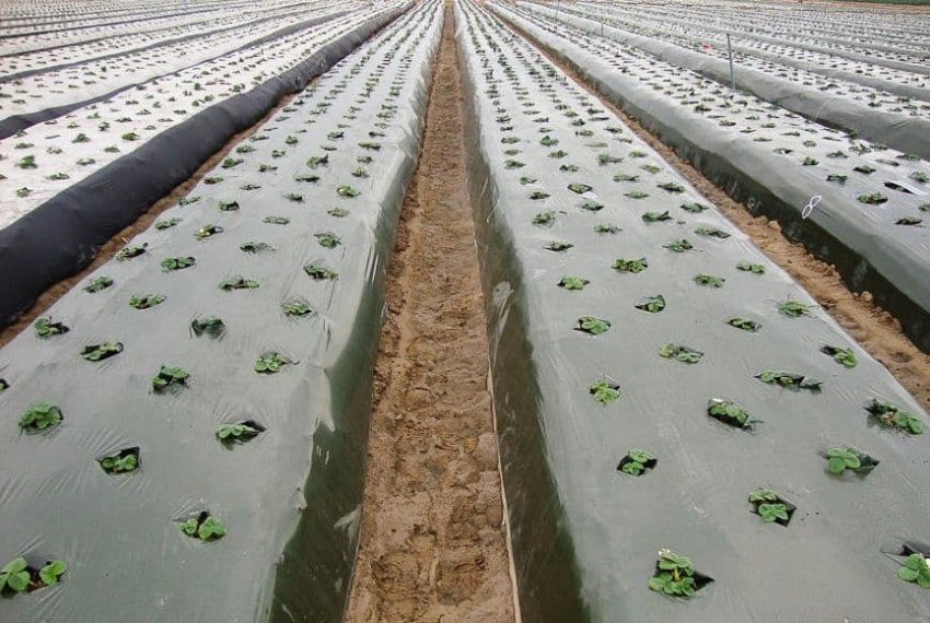 Посадка полуниці під агроволокно Посадка полуниці під агроволокно