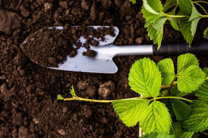 Добриво грунту перед посадкою Добриво грунту перед посадкою