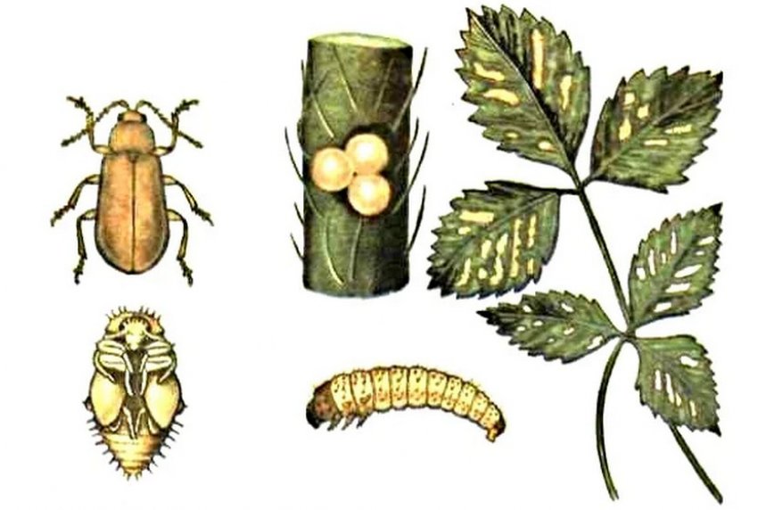 Листоїд на полуниці