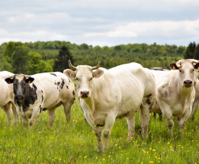 Ефективні креми та мазі для вимені корів