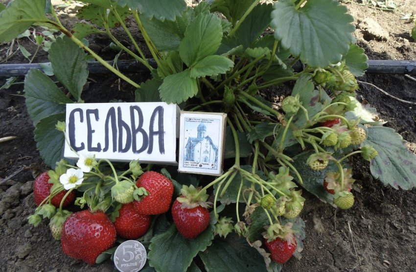 Врожайність полуниці сорту Сельва Врожайність полуниці сорту Сельва