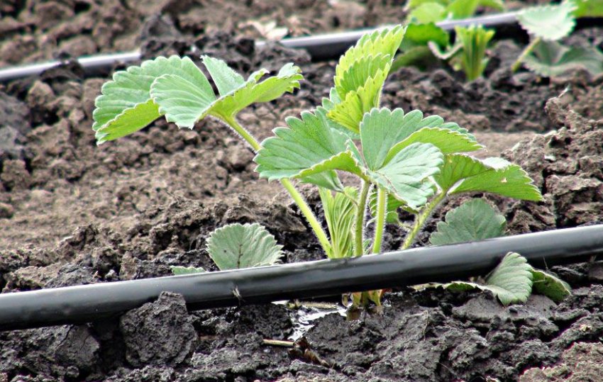 Крапельний полив полуниці Крапельний полив полуниці