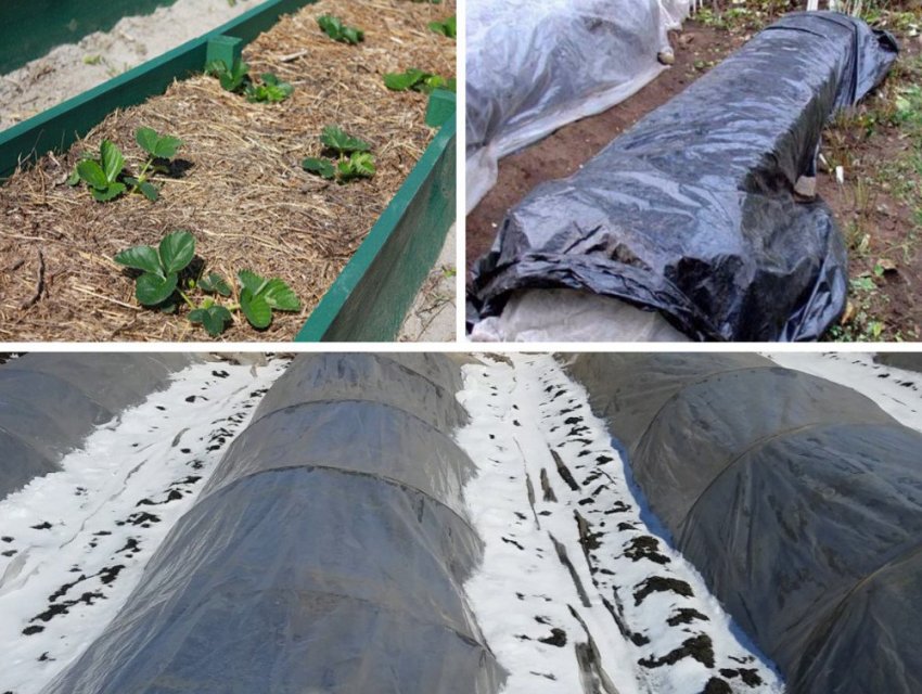 Укриття полуниць на зиму Укриття полуниць на зиму