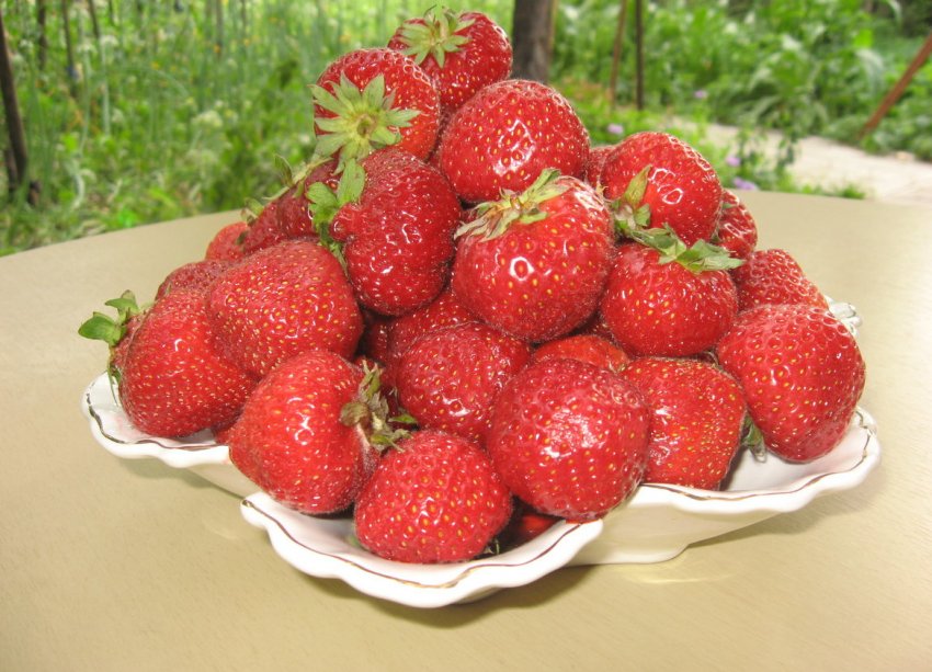 Полуниця сорту Спокуса Полуниця сорту Спокуса