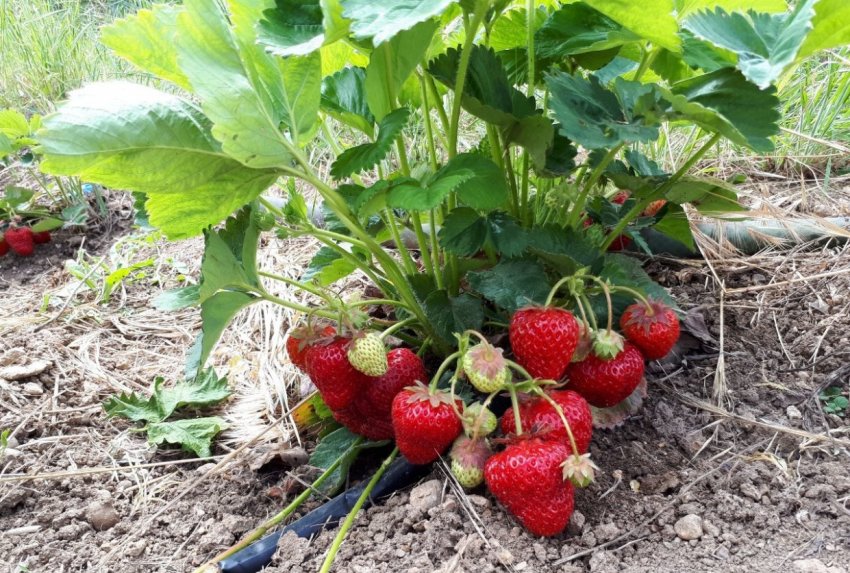 Полуниця Спокуса Полуниця Спокуса