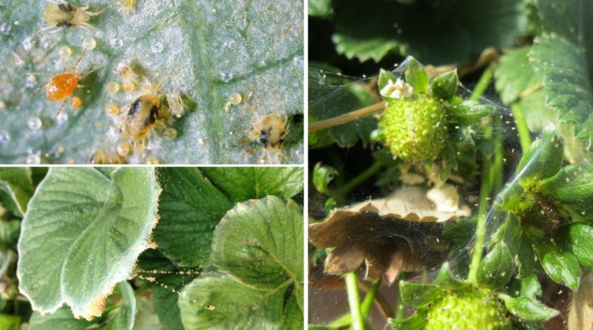 Суничний кліщ на полуниці