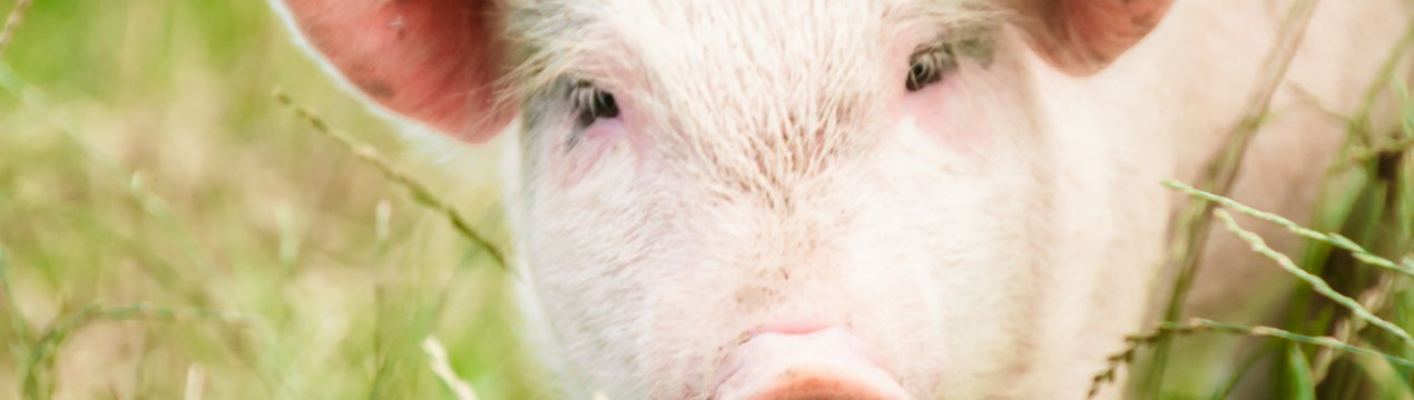 Нові випадки АЧС у Тернопільській та Чернівецькій областях