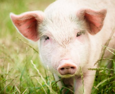 Нові випадки АЧС у Тернопільській та Чернівецькій областях