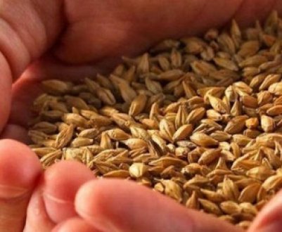 Як правильно і яким зерном краще годувати курей