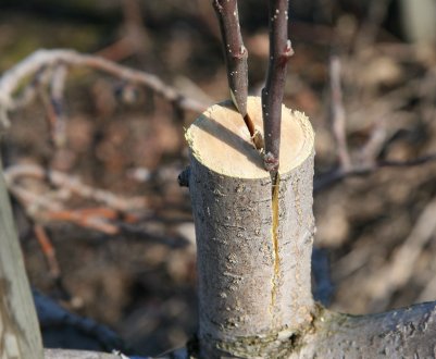 Як прищепити абрикос на сливу навесні?