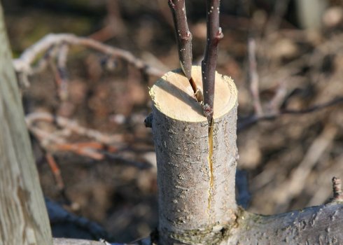 Як прищепити абрикос на сливу навесні?