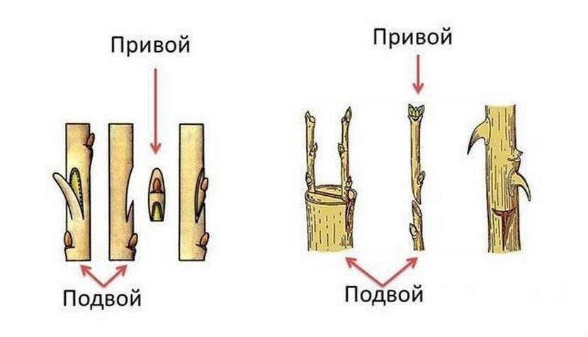 Корневая система абрикоса схема