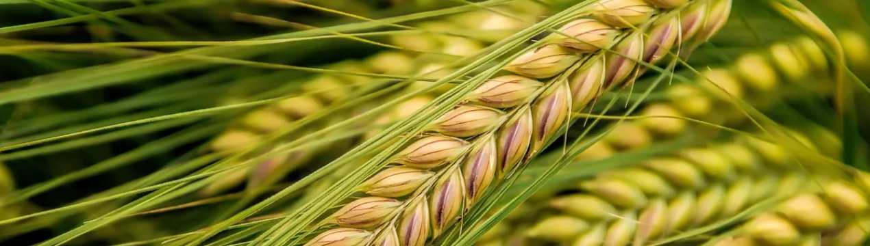 Аграрії України завершили посів ярих зернових