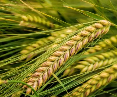 Аграрії України завершили посів ярих зернових