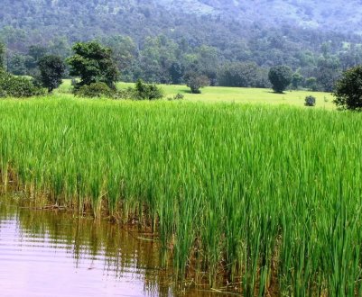 Сільське господарство трьох сіл Хмельницької області постраждало від підтоплення