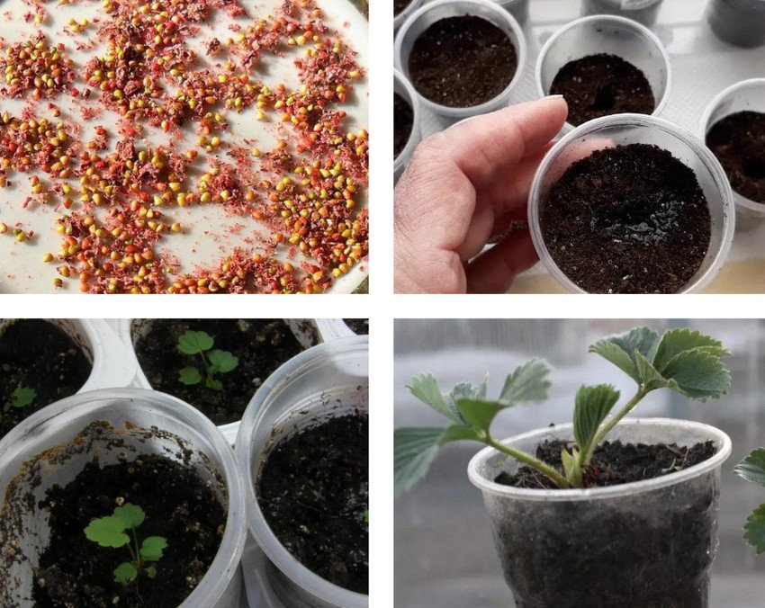 Выращивание клубники рассадой в домашних условиях