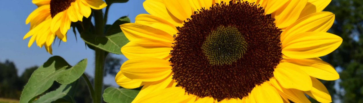 Посіви північних областей України не постраждали від злив 