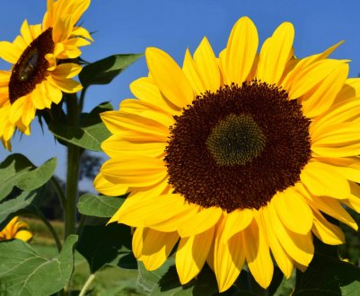 Посіви північних областей України не постраждали від злив 