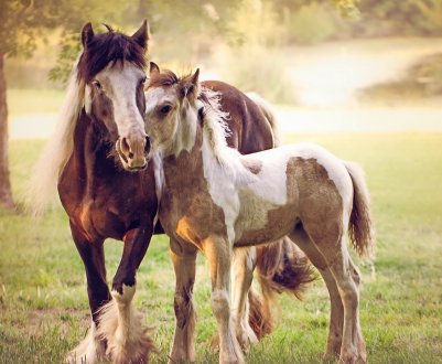 15 тонн вівса і 9 тонн ячменю врятували коней з Дніпра від голодної смерті 