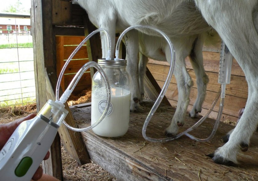 Доение козы доильным аппаратом