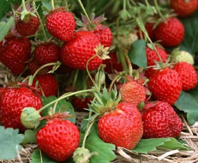 Сорти садової суниці для Підмосков'я