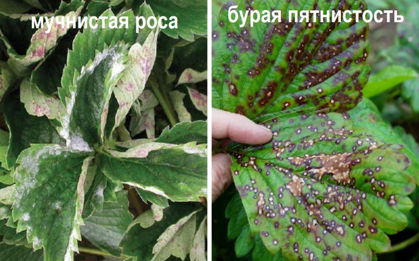 Мучнистая Роса На Клубнике Фото